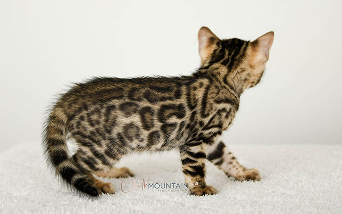 Bengal kitten for sale